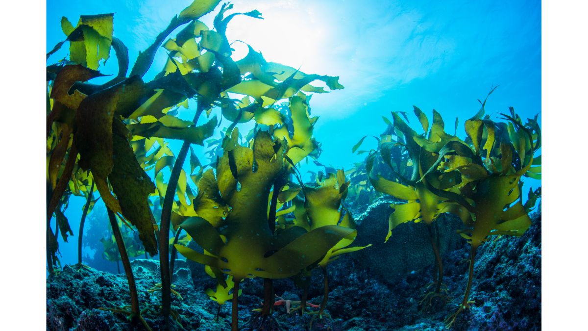 Technology to create biomaterial coatings from seaweed